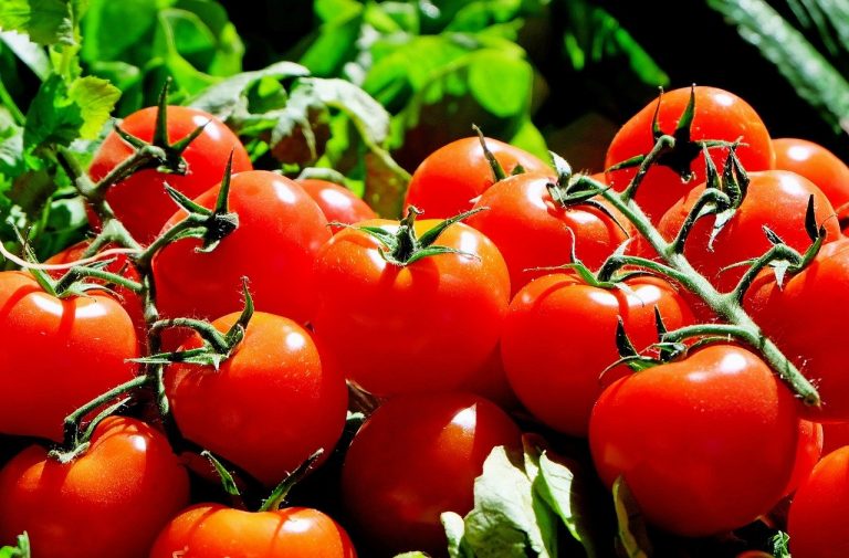 Pomodoro: ricco di licopene, ha proprietà antitumorali | Cibum